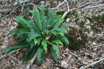 Closeup on an isolated European, evergreen, Hard fern, Belchnum spicant on the forest floor