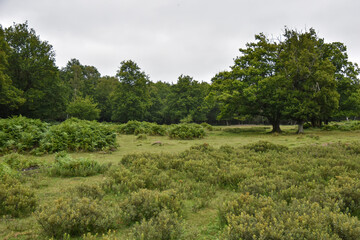 View of dense, green woodland area