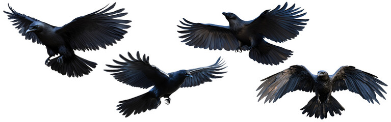 Fototapeta premium Set of Raven 3D Render in Halloween Theme on Isolated Transparent Background