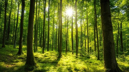 A tranquil forest with green deciduous trees, with sunlight filtering through the canopy, highlighting the beauty of nature