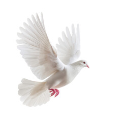 A white bird with pink feet flies in the air, transparent or white background