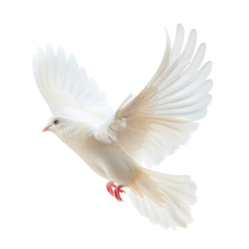 A white bird with red feet is flying in the air, transparent or white background