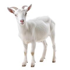 A white goat stands, transparent or white background