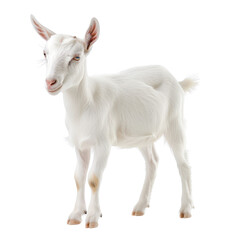 Obraz premium A white goat stands on a white background, transparent or white background