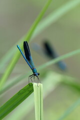 verde e blu