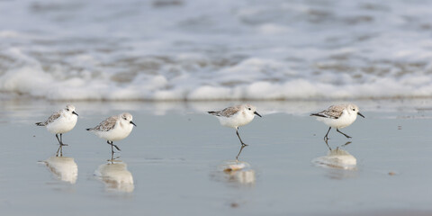 Sanderlings (Calidris alba) on the beach on Juist, East Frisian Islands, Germany, in spring.
