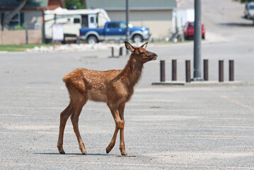 An Elk calf, crossing the parking lot of Gardiner school, in Gardiner, Montana, USA