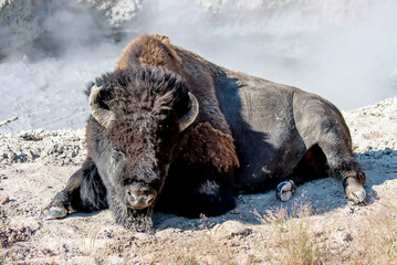A bison laying in front of a geothermal pool in Yellowstone national park, Wyoming, USA