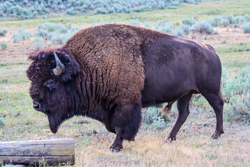 A bison walking across the plains in Yellowstone national park, Wyoming, USA