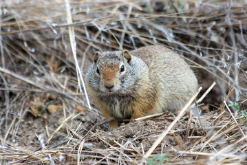 An Uinta ground squirrel, hiding in the grass, in Yellowstone national park, Wyoming, USA
