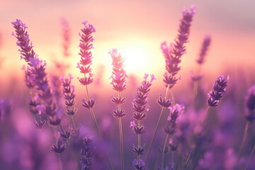 Naklejka premium Beautiful lavender flowers in the soft light of sunset, with a dreamy, out-of-focus atmosphere. The colors are a harmonious blend of purple and beige