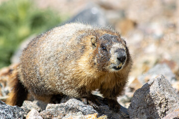 A yellow bellied marmot looking around the rocks in Rocky mountain National park, Colorado