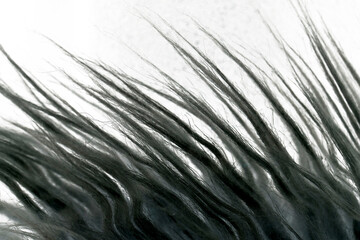 Black sheepskin hair macro closeup abstract background