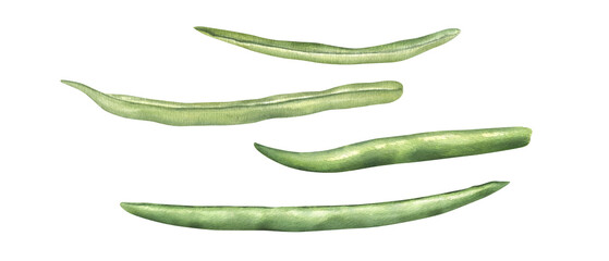 Green beans set. Fresh organic ingredient for healthy food. Garden vegetable in realistic style. Top view. Watercolor illustration. Floral elements for menu, recipe and cookbook