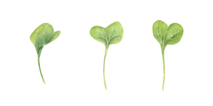 Microgreen leaves set. Watercress salad. Simple green arugula sprouts. Organic vegetable grass for healthy food. Watercolor floral illustration. Herb ingredient for recipes, menu, cookbook