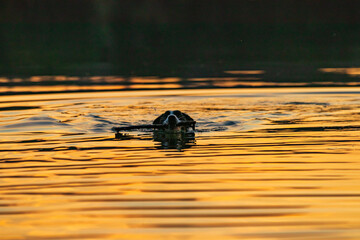 Pies rasy Border Collie, pływający w jeziorze o zachodzie słońca © krzys ser