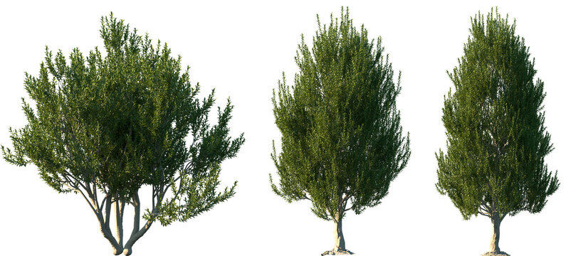 Set of Laurus nobilis (bay tree, bay laurel, sweet bay, true laurel, Grecian laurel) frontal set street trees isolated png in sunny daylight on a transparent background perfectly cutout