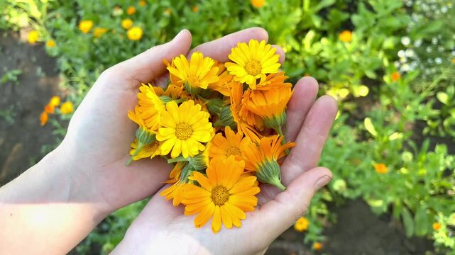 woman collecting calendula flowers in the garden