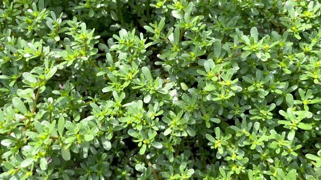 blooming Purslane (Portulaca oleracea) growing in the garden