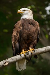Obraz premium Bald Eagle in Nature Forest, Real Photo, Pattern Background, Wallpaper, Cover and Screen for Smartphone, Cell Phone, Computer, Laptop
