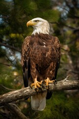 Obraz premium Bald Eagle in Nature Forest, Real Photo, Pattern Background, Wallpaper, Cover and Screen for Smartphone, Cell Phone, Computer, Laptop