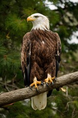 Fototapeta premium Bald Eagle in Nature Forest, Real Photo, Pattern Background, Wallpaper, Cover and Screen for Smartphone, Cell Phone, Computer, Laptop