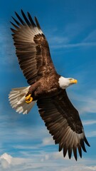 Obraz premium Bald Eagle Flying in Blue Sky, Real Photo, Pattern Background, Wallpaper, Cover and Screen for Smartphone, Cell Phone, Computer, Laptop