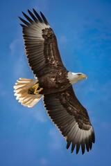 Obraz premium Bald Eagle Flying in Blue Sky, Real Photo, Pattern Background, Wallpaper, Cover and Screen for Smartphone, Cell Phone, Computer, Laptop