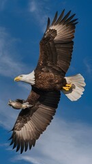 Fototapeta premium Bald Eagle Flying in Blue Sky with Prey in Talons, Real Photo, Pattern Background, Wallpaper, Cover and Screen for Smartphone, Cell Phone, Computer, Laptop