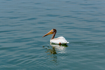 American White Pelican Swimming On Fox River Near De Pere, Wisconsin
