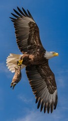 Obraz premium Bald Eagle Flying in Blue Sky with Prey in Talons, Real Photo, Pattern Background, Wallpaper, Cover and Screen for Smartphone, Cell Phone, Computer, Laptop