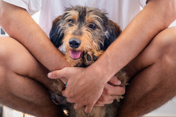 Detail Portrait of a young dachshund breed dog in the arms of its unrecognizable and anonymous...