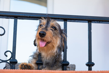 A young dog peeks out of the fence of the balcony of a house, sticking its head out in curiosity....
