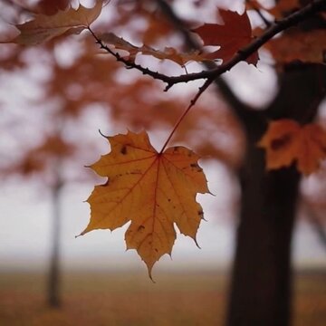 Folhas de outono ao vento
