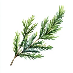 Watercolor Green Branch.