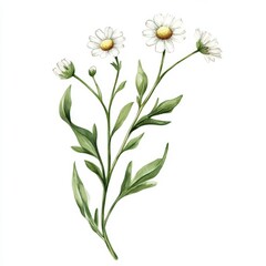 Fototapeta premium Watercolor Painting of White Daisies with Green Stems.
