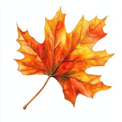 Watercolor Maple Leaf.