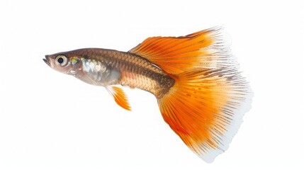 Fototapeta premium Guppy with a colorful tail, swimming in a white background