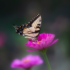 tiger swallowtail  on pink flower