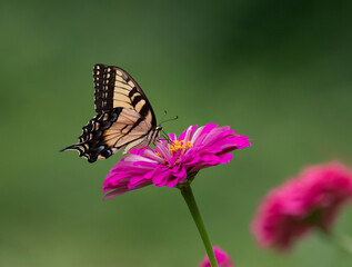 tiger swallowtail  on pink flower