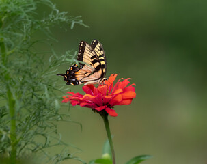 tiger swallowtail  on orange flower