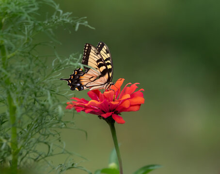 tiger swallowtail  on orange flower - Powered by Adobe