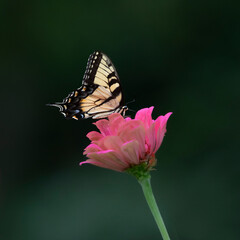 tiger swallowtail  on pink flower