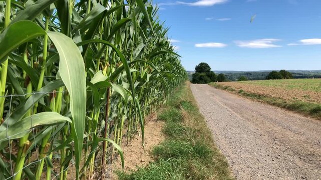 Corn stalks with green leaves in a field in the rural countryside and blue sky with clouds, food growth, agriculture concept video

