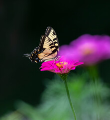 tiger swallowtail  on pink flower