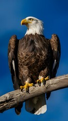 Obraz premium Bald Eagle Perched on Branch, with Blue Background, Realistic Photo, Standard Background, Wallpaper, Cover and Screen for Smartphone, Cell Phone, Computer, Laptop