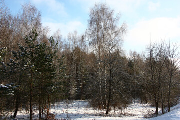 Sunny day in january. Birches, pines and other trees in light hoarfrost. Snow-covered glade. Beautiful picture of the winter forest.
