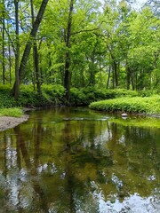 Fototapeta premium Lake in the park. Reflection of green foliage in the crystal clear water of a forest stream.