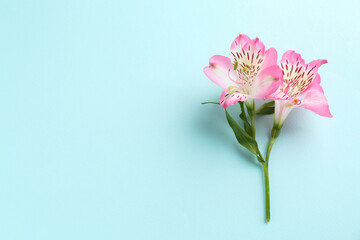 Beautiful alstroemeria flowers on light blue background, top view. Space for text