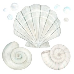 Obraz premium Sea shell scallop and coils. Isolated drawing on a white background. Watercolor illustration in pastel colors. The drawing is hand drawn. Suitable for cards, invitations and textiles.
